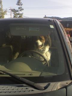 OK Megan saw this dog driving a car luckily her phone is a camera. Megan says:
this dog had his paws on the wheel and everything. seems like a pretty good driver
Thanks Megan thats some great in-the-field dog reporting.