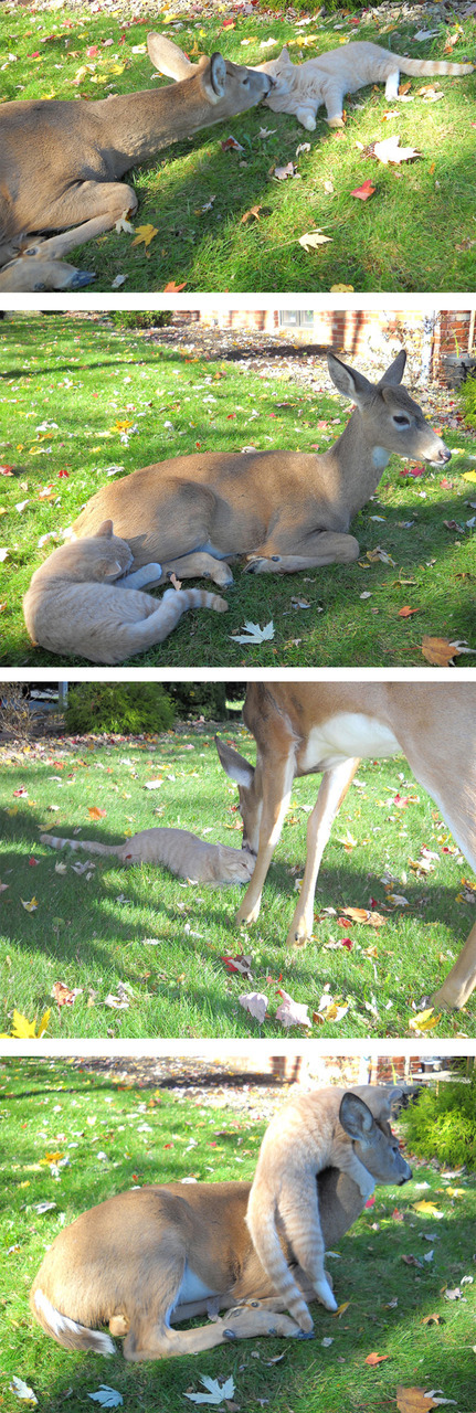 lickystickypickyme:  Why is the internet so full of awesome animals?It’s highly