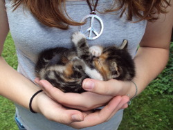 highlandvalley:  kagurazakaundergroundresistance:  gkojaxmeetsrebloggersuptown:  hsmt:  nobodyplace:  kittenskittenskittens:  peace, love and kittens.  