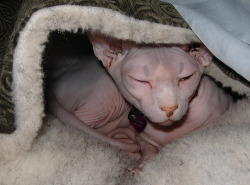 nivag:  your daily sphynx 