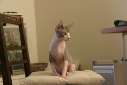 nivag:  your daily sphynx  Very pretty kitty.