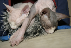 nivag:  your daily sphynx 