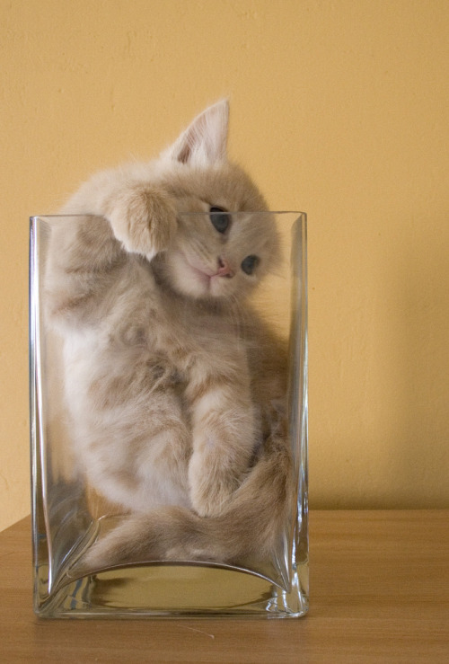 wdmsy:  ak47:  lilicalolica:  yukko:  778:  20080830_9999_203b (via Fantasyfan)