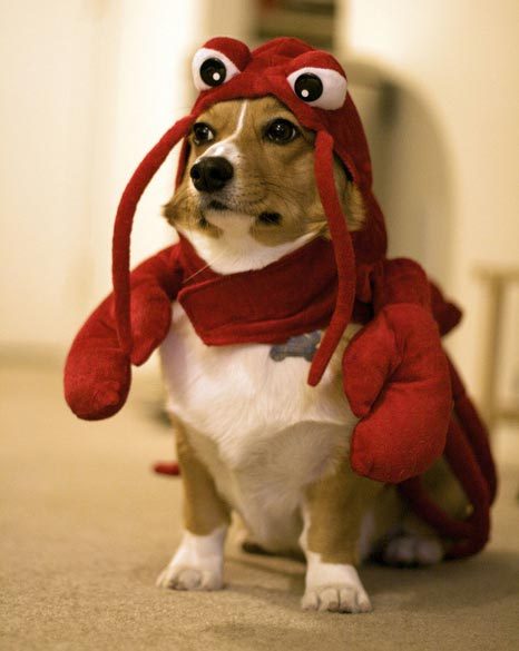 fuckyeahdogs:   theanimalblog:   callhimtedward:   Game time       What a miserable looking little thing D: