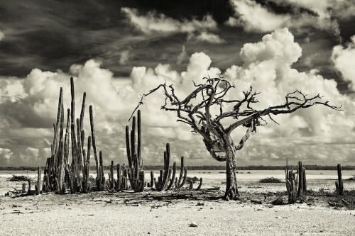 The dry season in Bonaire, Netherland Antilles, Caribbean© Aleksandr Marinicev