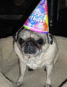 OK just got this dog in the email its the dogs birthday and he has a hat on about it the dog is called Jellybean and Travis sent it in. Travis says:
happy birthday, Jellybean
Great thanks for the birthday dog Travis happy birthday Jellybean.