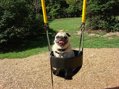 fuckyeahdogs:   ghostofashark:   Swinger (via wombatarama)     The ~pug life~.
