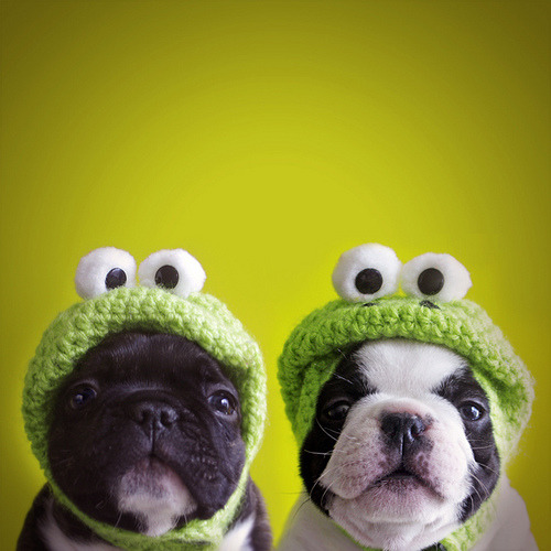 fuckyeahdogs:   ghostofashark:   ra ni ta y sa pi to (via © retales botijero)  