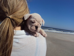 fuckyeahdogs:   fuckyeahbulldog:   idontlikepeas:   Newest addition to the family &lt;3 Penelope Lane       OH MY GODDD LOOK AT THAT LITTLE FUZZBALL.