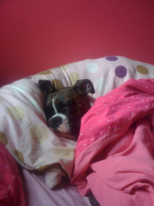 fuckyeahboxers:   againstdagrain:   most spoiled dog evar.     My parents got sooo mad because I would tuck my dog in when he looked particularly adorable, whether it was on a couch or a bed or whatever.