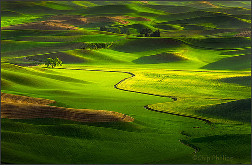 Lone Tree, Palouse Hills, Washington State © Chip Phillips