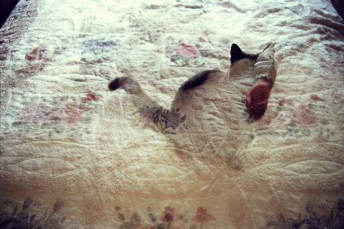 madamezucker:  (via rundownthestairs) 