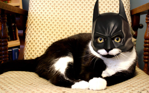 randomanimosity:  tehlionwings:  mslovelybanana:  (via thechocolatebrigade)   Batcat!