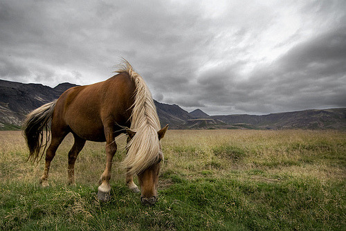 Icelandic horse (via pas le matin) The Icelandic horse is a breed of horse developed in Iceland sinc