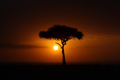 Masai Mara (via nesyta)