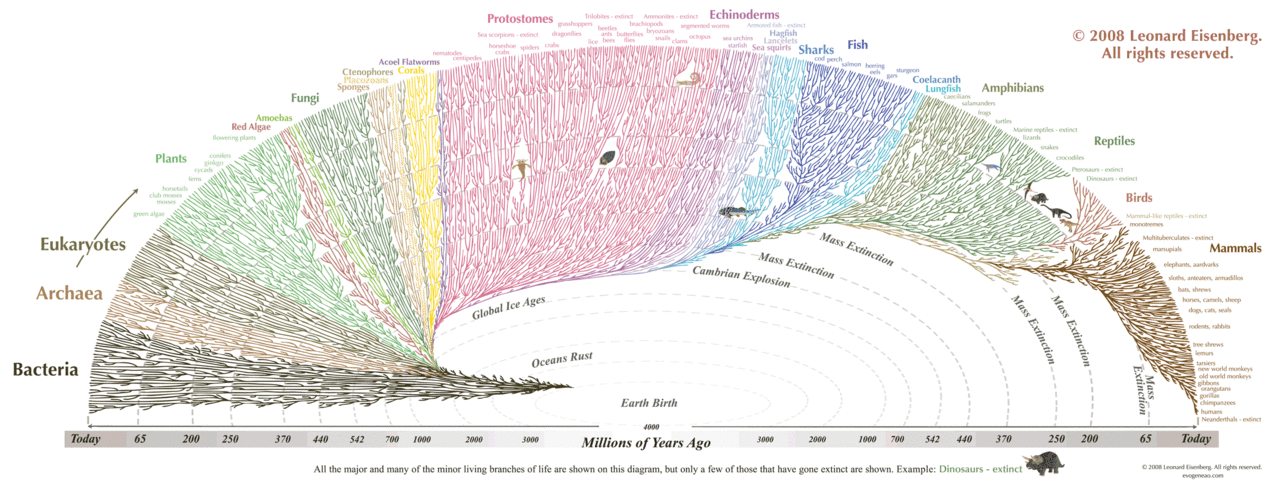 Evolution chart by Leonard Eisenberg This Great... - Lapidarium notes