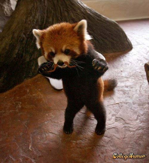 Red Panda! He is going to trip over his mustache!