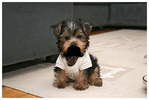 So cute and extra furry with his cushy mustache.