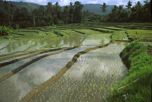 Rice fields near Tabanan, Bali, Indonesia © Viktor Kaposi)