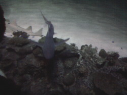 SHARK REEF!!! When you were seeing the sharks