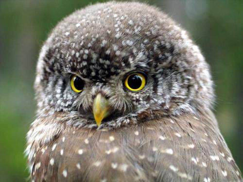 adamas2: hkj: no description, eurasian pygmy owl, bird, by mattisj uploaded by skip