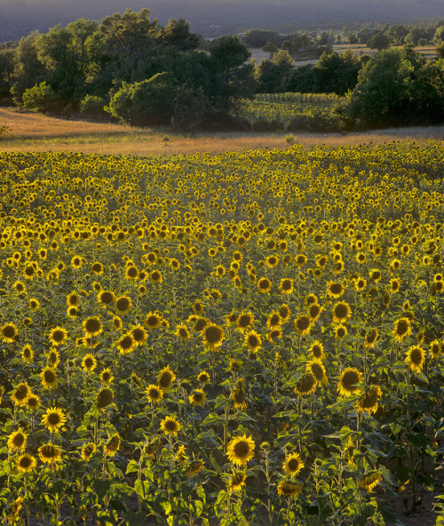 Sunny Side Up - Aups, Provence, France © Ian Cameron Fields of nodding sunflowers just outside the F