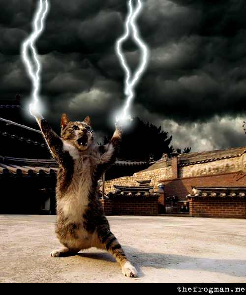 The Frogman — Cats with Lightning Paws…website coming soon.