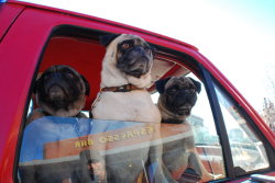 fuckyeahdogs:   cutepugpics:   The gang goes cruising for some pug action! (via MissAlwaysInLove)     ~pug life