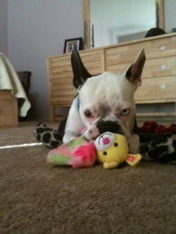 fuckyeahdogs:   fuckyeahbostonterriers:   Would you try to take his toy?!     IDGAF ABOUT THE TOY, I JUST WANT THE DOG.