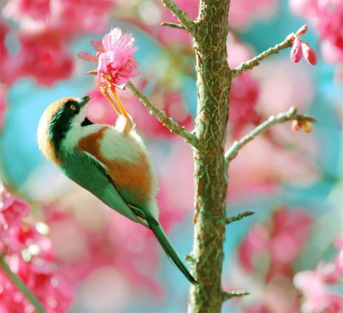 theanimalblog:Beautiful Birds Photos By John Soong | bigpicture.in