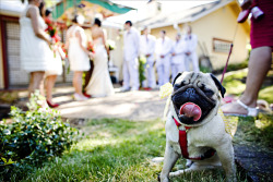 fuckyeahdogs:   fuckyeahpugs:   via ourblogoflove.com