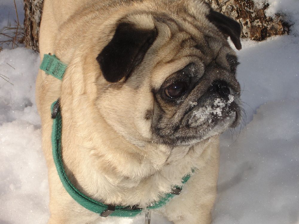 fuckyeahdogs:   cutepugpics:   Puggie wonders why his snout feels a little nippy!