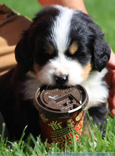 here is a bernese mountain dog coming to hug you here is an even smaller flop with a cup of coffee. probably it’s a fluffy. here are two more burnese mountain dogs. they are sleeping!  boom, surprise samoyedThank you so much friend