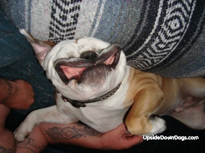 (via fuckyeahenglishbulldogs) BUHHHHHH.