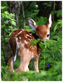 drug-fairy:  magicalnaturetour:  Peekaboo by Ray Truelove :)