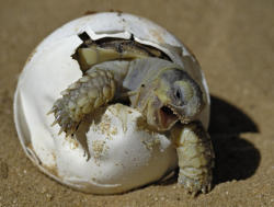 sheisnotahipster:   via gallery.photo.net TURTLE TURTLE TURTLE   IT LIVESSSS.