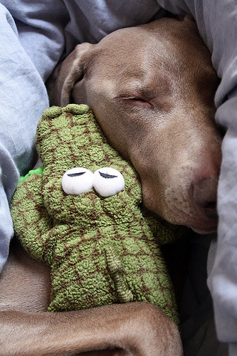 fuckyeahdogs:   rhiannonds:   a big softy (via dohlongma)     *whines*
