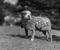 fuckyeahdogs:   daysrunaway:   Sergeant Stubby (1916 or 1917 – March 16, 1926), was the most decorated war dog of World War I and the only dog to be promoted to sergeant through combat.     OMG SERGEANT STUBBY SO CUUUUTE.