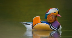 Wild Mandarin Duck on dark green lake, UK