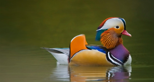 Wild Mandarin Duck on dark green lake, UK photo by David Slater