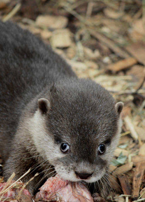 dailyotter:  Via 