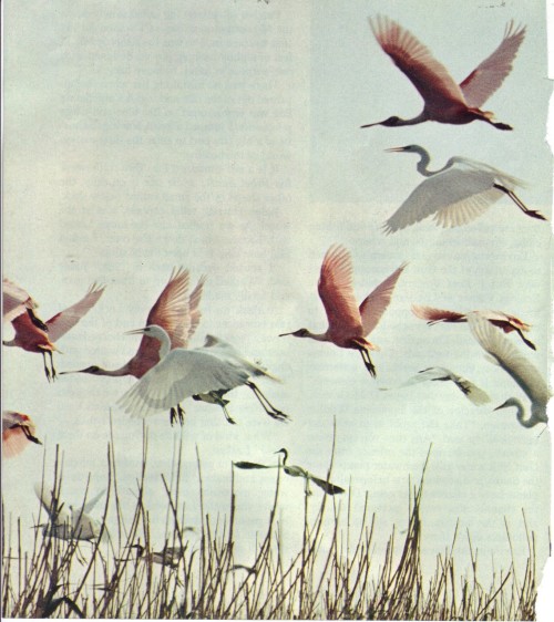 siftingthroughthemadness:  (via hallucinogenicphotogenic, birdsofpray)