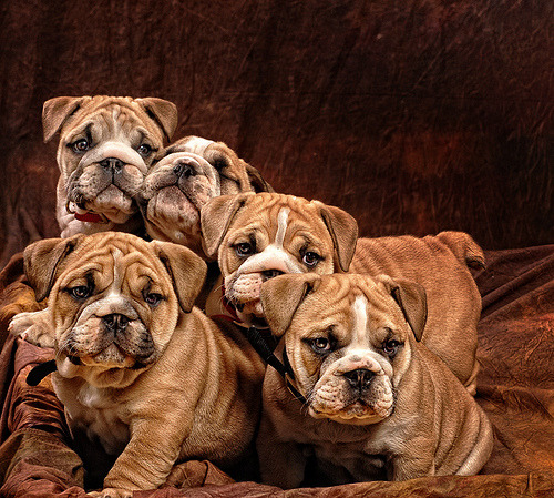 fuckyeahdogs:   fuckyeahbulldog:   DSC_0166k (via saapirad)     WHAT AN ADORABLE MASS OF LOVE.
