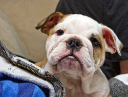 fuckyeahdogs:   fuckyeahbulldog:   bailey (via reddyroc)     MEHHHH.