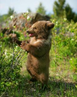 magicalnaturetour:  magicalnaturetour:  Bear