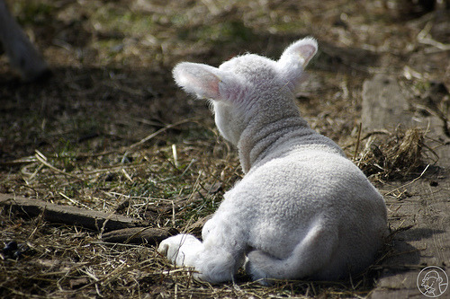 (via thingssheloves)