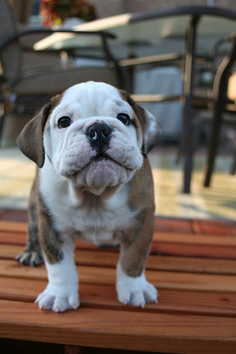 fuckyeahdogs:  fuckyeahbulldog:  Tough Guy (by katkarp72)   This puppy is way too presh omg.