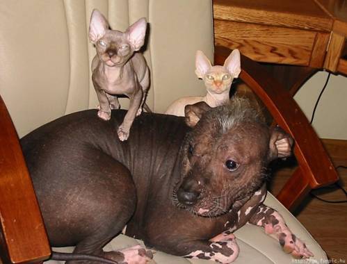 fuckyeahdogs:   powervicky:   Hairless cats catch el chupacabra.      OH. MY. FUCK. HELLO, LAST WEEKEND.