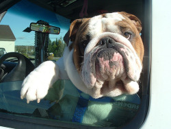 fuckyeahdogs:   itsthatbitchbrittany:   GPOYM   (via fuckyeahbulldog)   That must be his sexy face.