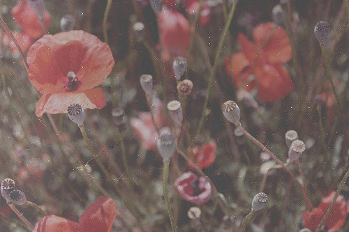(via thedarlingchild)